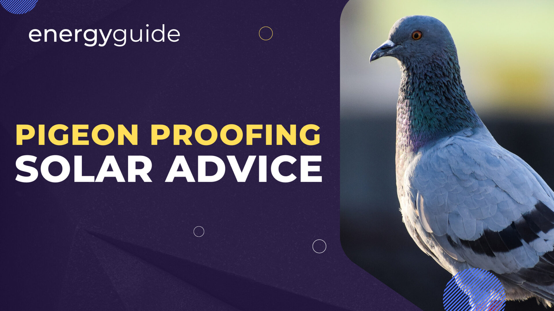 How Much Does It Cost To Pigeon Proof Solar Panels?