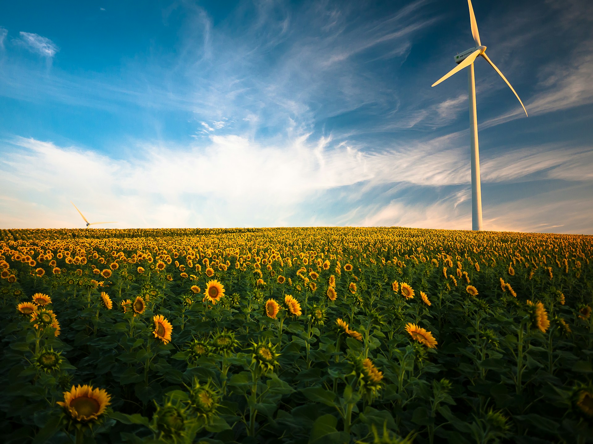 Wind turbine in right-hand corner of image in a field of flowers. The sky is blue with a mixture of clouds about.