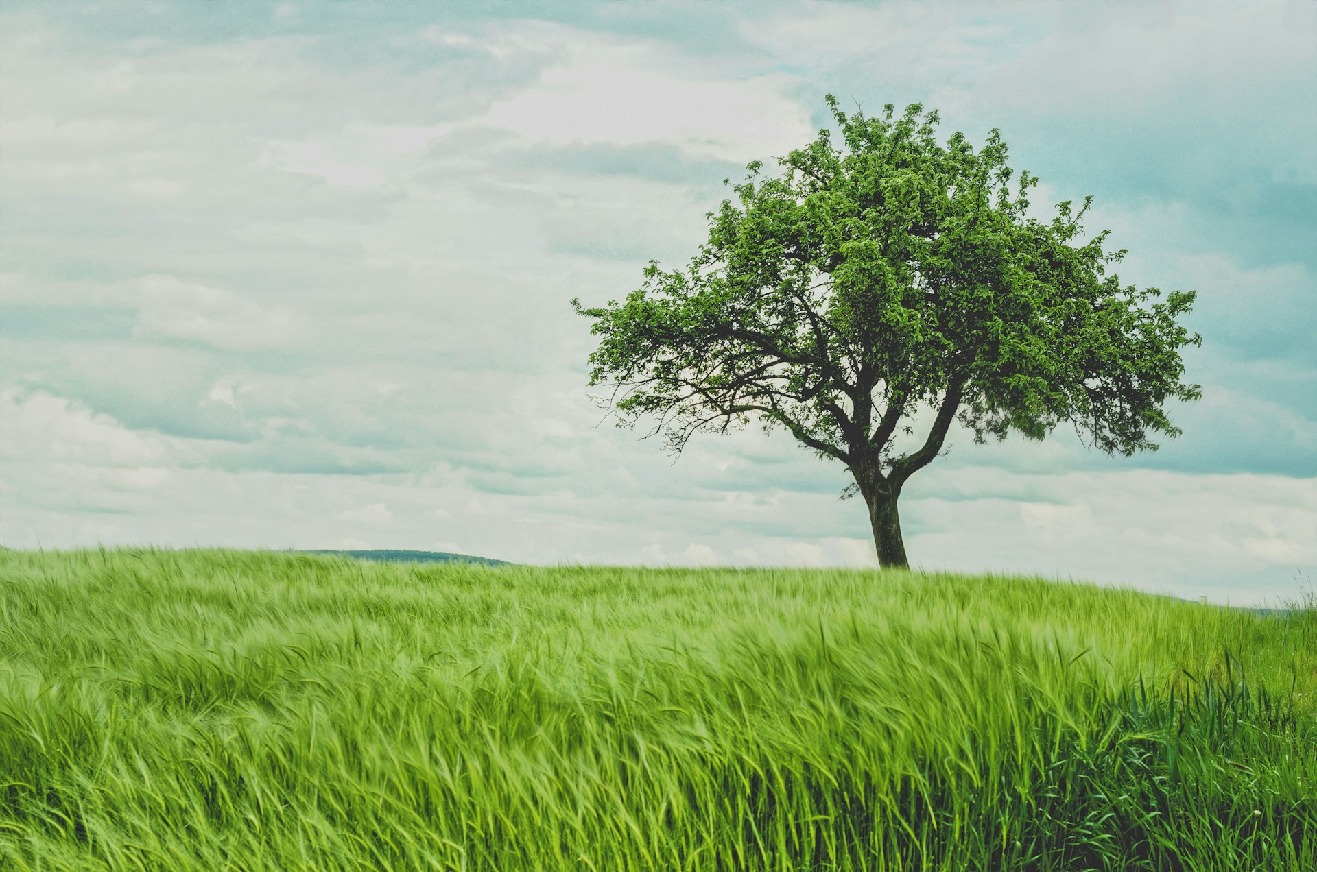 Tree a little bit in the distance on right-side of frame in a field on a bright but somewhat cloudy day.