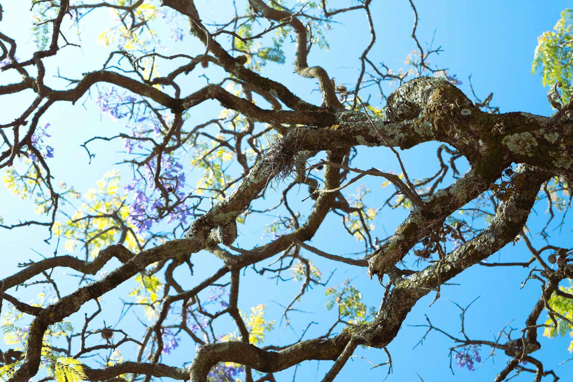 View from underneath tree branches with leaves in sunlight